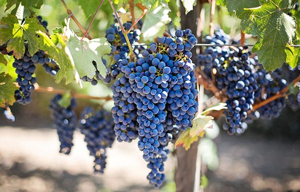 Resveratrol učinkovita pomoč pri hujšanju