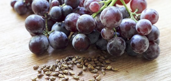 Resveratrol, učinkovito naravno sredstvo proti herpesu