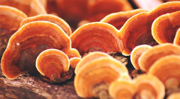 Vas pestijo alergije? Reishi gobe dokazano pomagajo