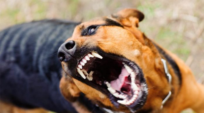 Kaj storiti, če vas med tekom napade pes?