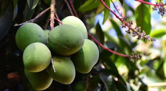 Afriški mango je ena največjih uspešnic za pomoč pri hujšanju