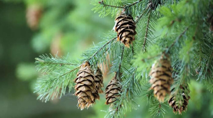 Piknogenol odpravlja in preprečuje melasmo in pigmentne madeže