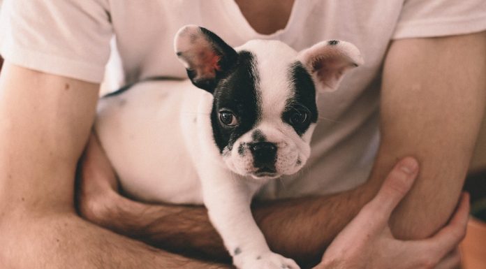 Vaš kuža vam takole nezavedno pomaga