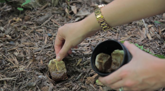 Čajne vrečke lahko uporabite tudi takole