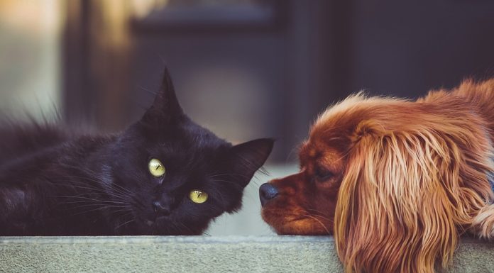Imate raje mačke ali pse? To veliko pove o vaši osebnosti
