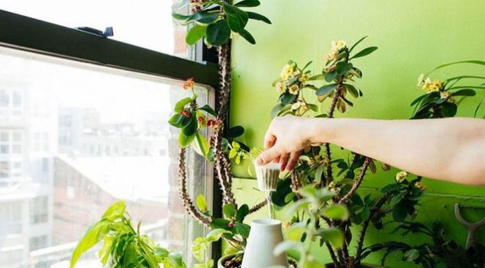 Rastline lahko medsebojno komunicirajo