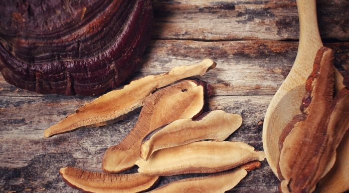 Reishi gobe bi morali uživati vsak dan