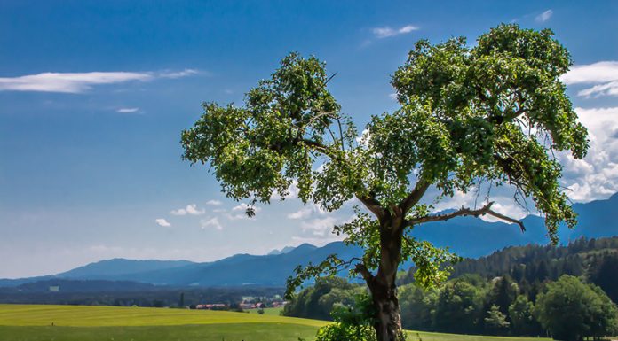 Test osebnosti: izberi svoje drevo in ugotovi, kdo si!