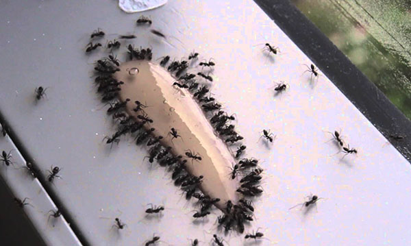 Kako na naraven in neškodljiv način pregnati mravlje iz stanovanja