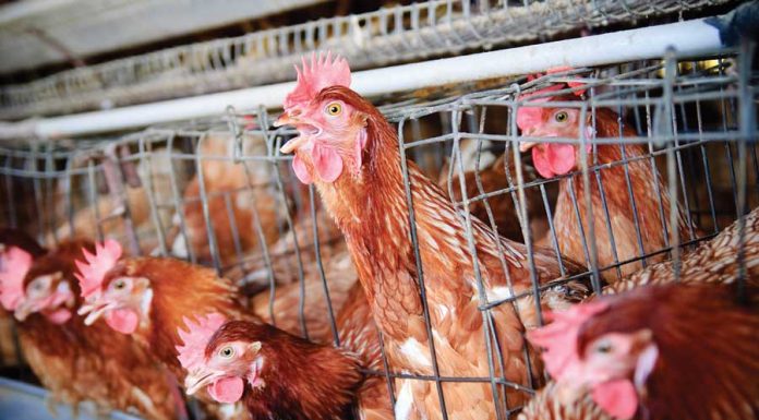 E.Leclerc in Eurospin s svojih polic (postopoma) umikata jajca iz baterijske reje