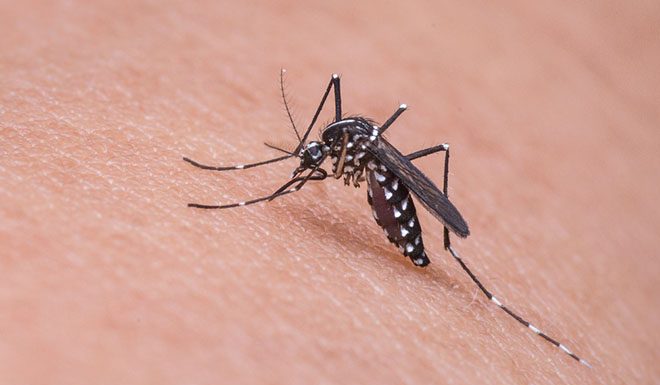 Zaradi teh 7 navad vas komarji obožujejo