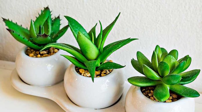 7 najboljših rastlin za anksiozne in ljudi pod stresom