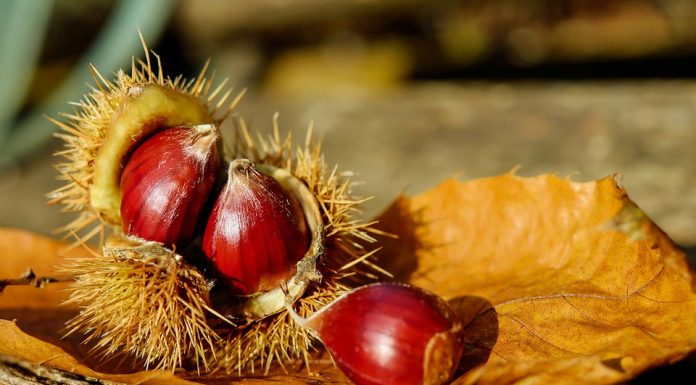 Kostanj je pravi jesenski zaklad zdravja
