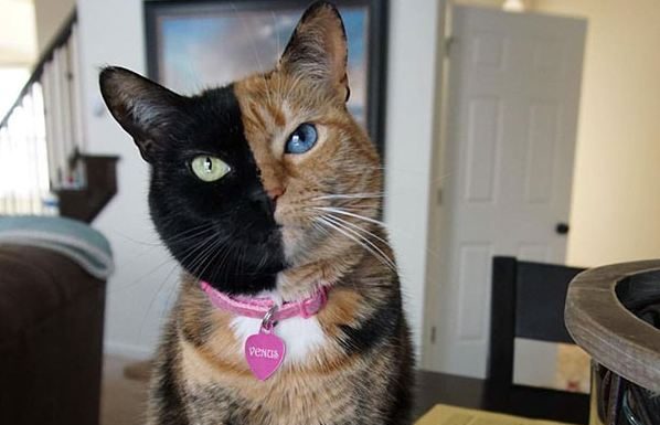 Foto: Mačke z zanimivimi kožuščki