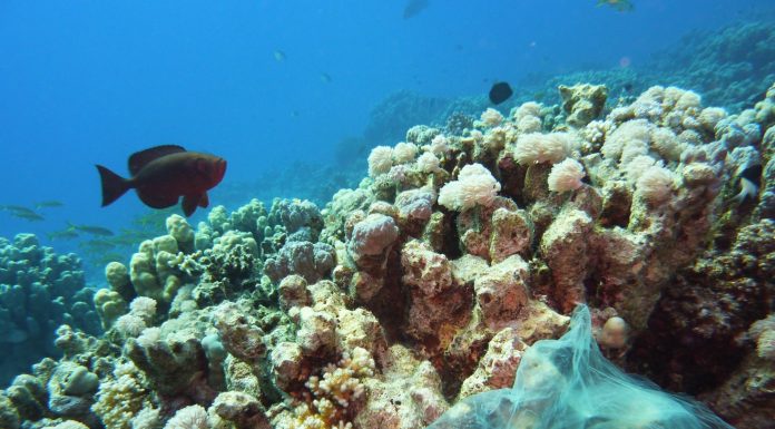 Znanstveniki: “Odkrili smo, da se plastika že nahaja v naših telesih”