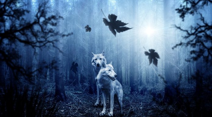 Test osebnosti: katero žival na sliki zagledate najprej?