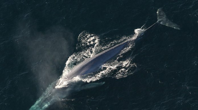 V 10-metrskem mrtvem kitu našli za skoraj 6 kg plastičnih smeti