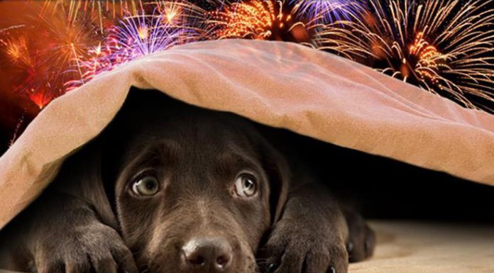 V italijanskem mestu bodo iz spoštovanja do živali imeli tihe ognjemete