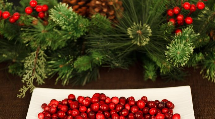 Brusnice so pravo rdeče zlato