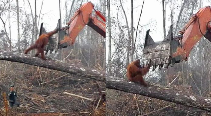 Srce parajoče: Orangutan beži pred buldožerjem