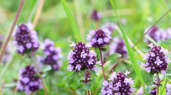 Materina dušica – čudovit dar narave