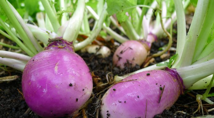 Če bi vedeli, da je repa tako zdravilna, bi jo jedli bolj pogosto