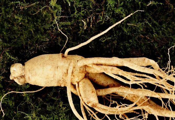 Ta zdravilna koreninica naj bo vaš naslednji lepotni pripomoček