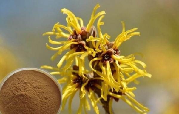 To je rastlina, je ustvarjena za nego kože (tudi nečiste mlade)