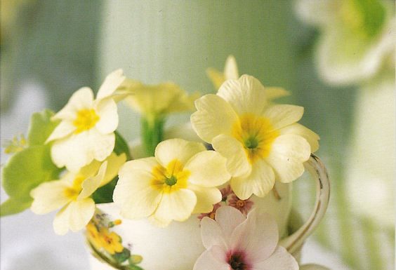 Privoščite si čaj iz trobentic in telo vam bo hvaležno