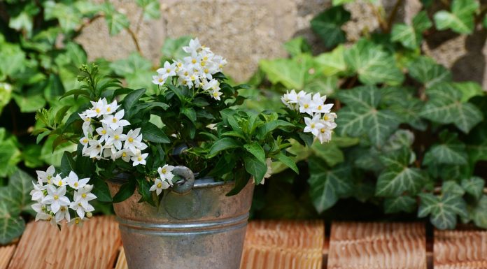 To je rastlina, ki lajša občutke tesnobe in depresije