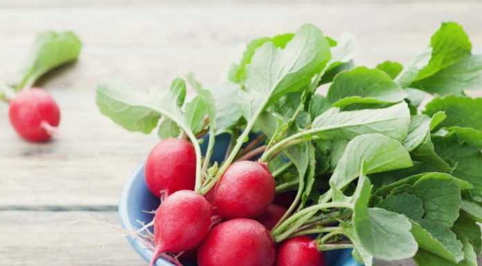 Rdeča redkvica – prehranska poslastica za krepitev telesa