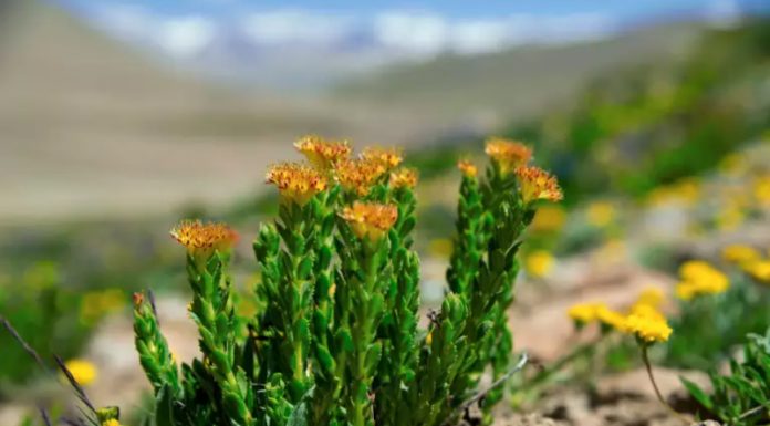 Rodiola: adaptogeno zelišče, ki bi ga danes morali uživati vsi