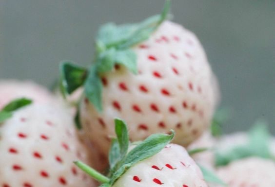 Ste že poskusili ta starodavni sadež – jagode, ki imajo okus po ananasu?