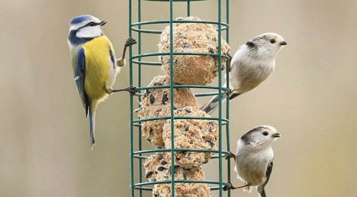 Izdelajte prigrizek za ptice in vaš vrt bo poln ptičjega petja