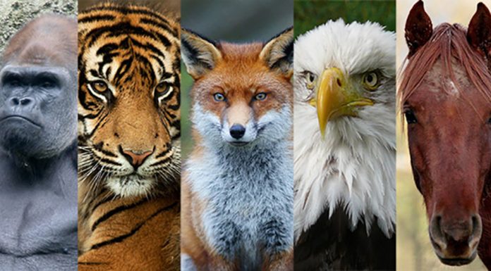 Samo 1 % ljudi vidi žival na tej sliki. Ste med njimi?