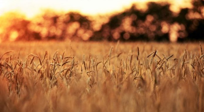 Dejstva o ljudeh rojenih avgusta