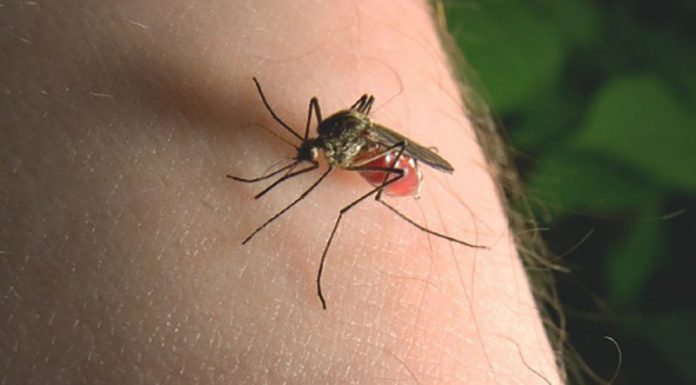 Test izdelkov za zaščito pred piki komarjev: le redki zares učinkoviti
