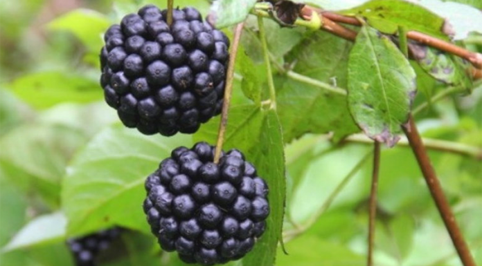 Neverjetne koristi, ki jih nudi to starodavno zelišče