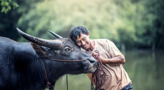 Špansko vrhovno sodišče naredilo konec mučenju bikov