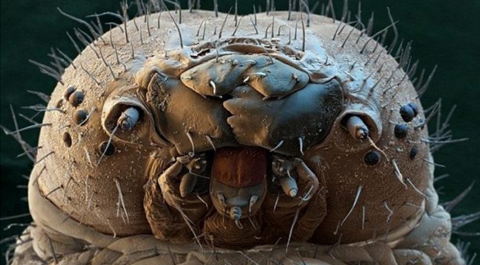 Ste osamljeni? Nikar. Tele živalce v tem trenutku živijo na vašem obrazu.