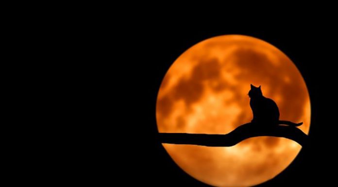 Polna luna v petek, 13. 9. 2019, bo imela velik vpliv na nas