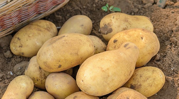 Kako preprečiti kaljenje krompirja?