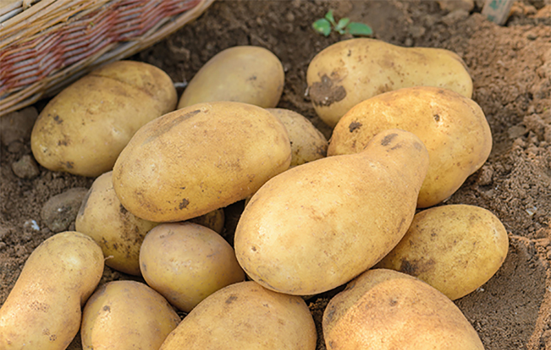 Картофель великан описание сорта. Сибирские сорта картофеля. Урожай картофеля.