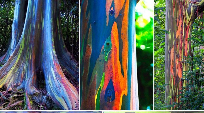 To je drevo, ki vas bo pustilo brez besed