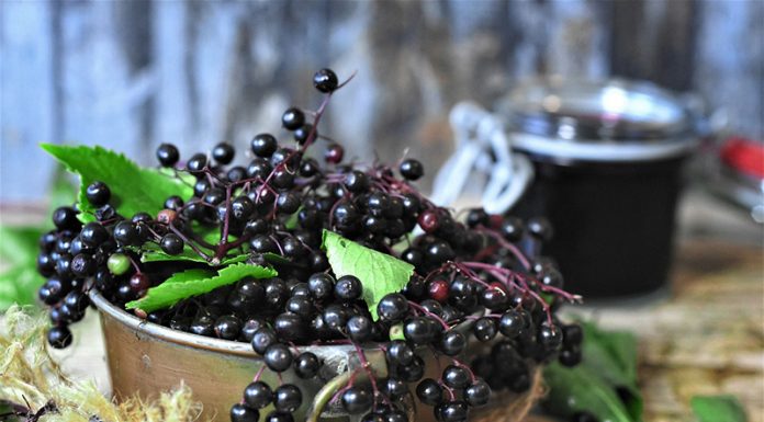 Bezgove jagode učinkovito ščitijo pred gripo (in še (marsi)čem)