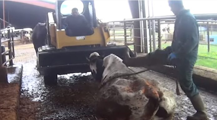 Skrite kamere pokazale, kaj v resnici preživljajo živali ‘ekološke’ reje