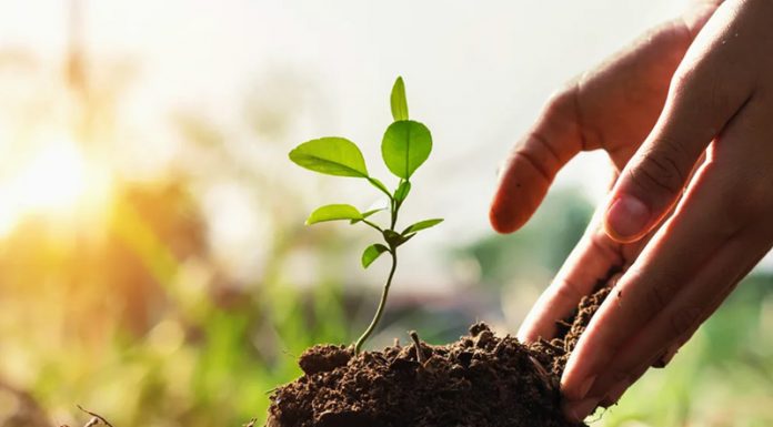 Nova Zelandija namerava posaditi 1 milijardo dreves za zaščito podnebja