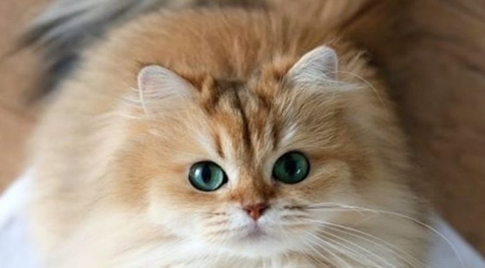 Spoznajte Smoothie, najlepšo mucko na svetu