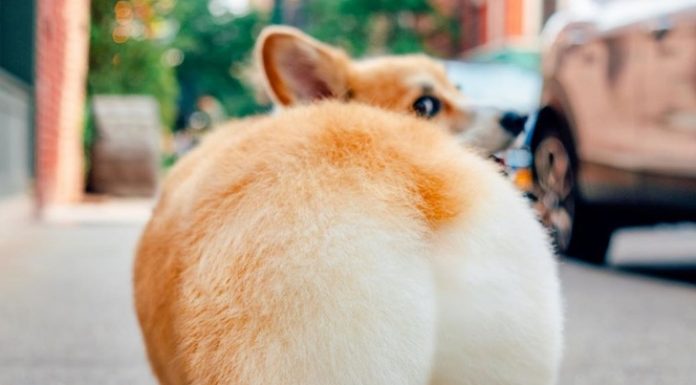 Nov modni trend: pajkice z motivom pasje zadnjice