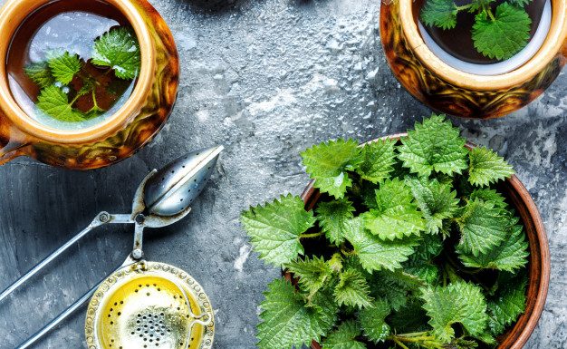 Kopriva – brezplačno darilo narave